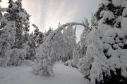 04 lumisia puita